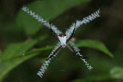 Argiope submaronica