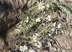 Perityle coronopifolia