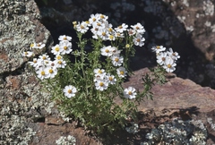 Perityle coronopifolia