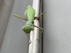 Stagmomantis