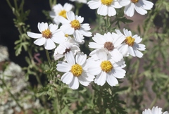 Perityle coronopifolia