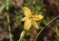 Echeandia flavescens