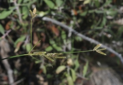 Cyperus sphaerolepis