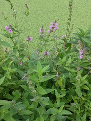 Stachys × ambigua