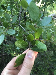 Vaccinioideae