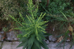 Solidago
