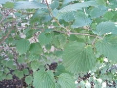 Viburnum recognitum