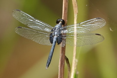 Erythrodiplax lativittata