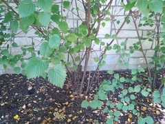 Viburnum recognitum