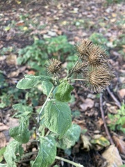 Arctium × nothum