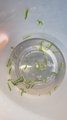 Cladius pectinicornis