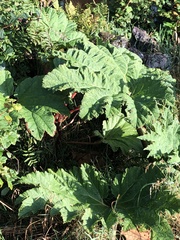 Gunnera
