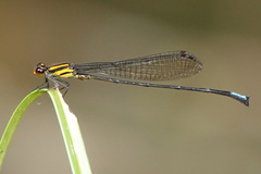 Acanthagrion apicale