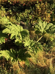 Gunnera