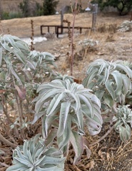 Salvia apiana
