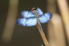 Zenithoptera lanei
