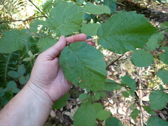 Corylus cornuta