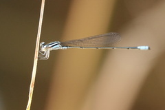 Acanthagrion