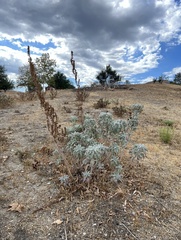 Salvia apiana