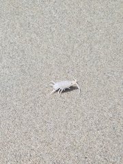 Megalorchestia corniculata
