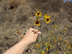 Helianthus exilis