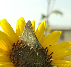 Hesperia assiniboia
