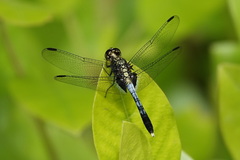 Erythrodiplax basalis