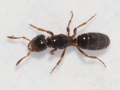 Lasius claviger