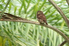 Glaucidium brasilianum