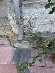 Lactuca serriola