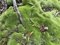 Leucobryum