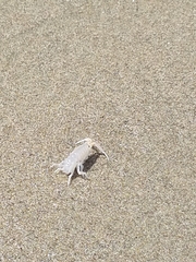 Megalorchestia corniculata