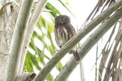 Glaucidium brasilianum