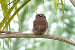 Glaucidium brasilianum