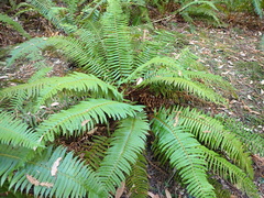 Polystichum munitum