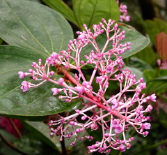 Medinilla speciosa