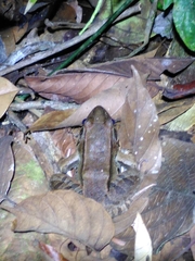 Leptodactylus guianensis