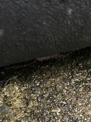 Scutigera coleoptrata