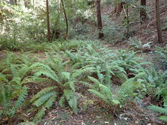 Polystichum munitum