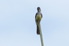 Myiarchus ferox