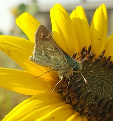 Hesperia assiniboia