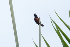 Sporophila angolensis