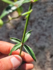 Galium aparine