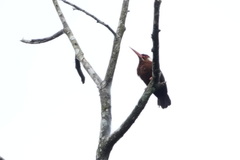 Galbalcyrhynchus leucotis