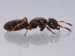 Lasius claviger