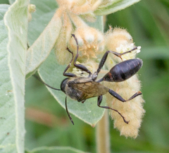 Sphex dorsalis