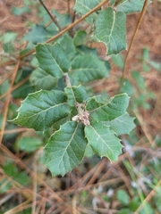 Quercus ilex
