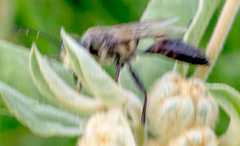 Sphex dorsalis