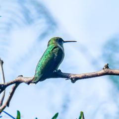 Archilochus alexandri