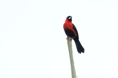 Ramphocelus nigrogularis